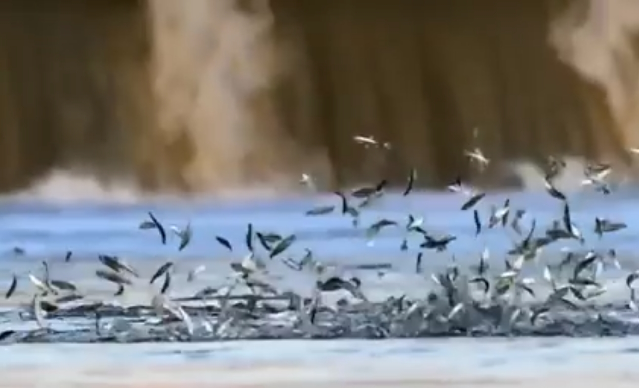 深刻把握建设全球生态文明的重大意义(深入学习贯彻习近平新时代中国特色社会主义思想·原创性概念标识性概念纵横谈)