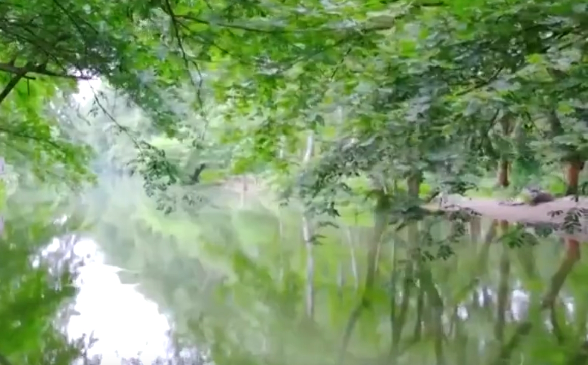 广州基本实现公园绿化垃圾不出园  枯枝可利用 落叶成资源