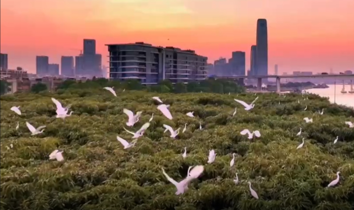 建设绿色低碳的美丽城市