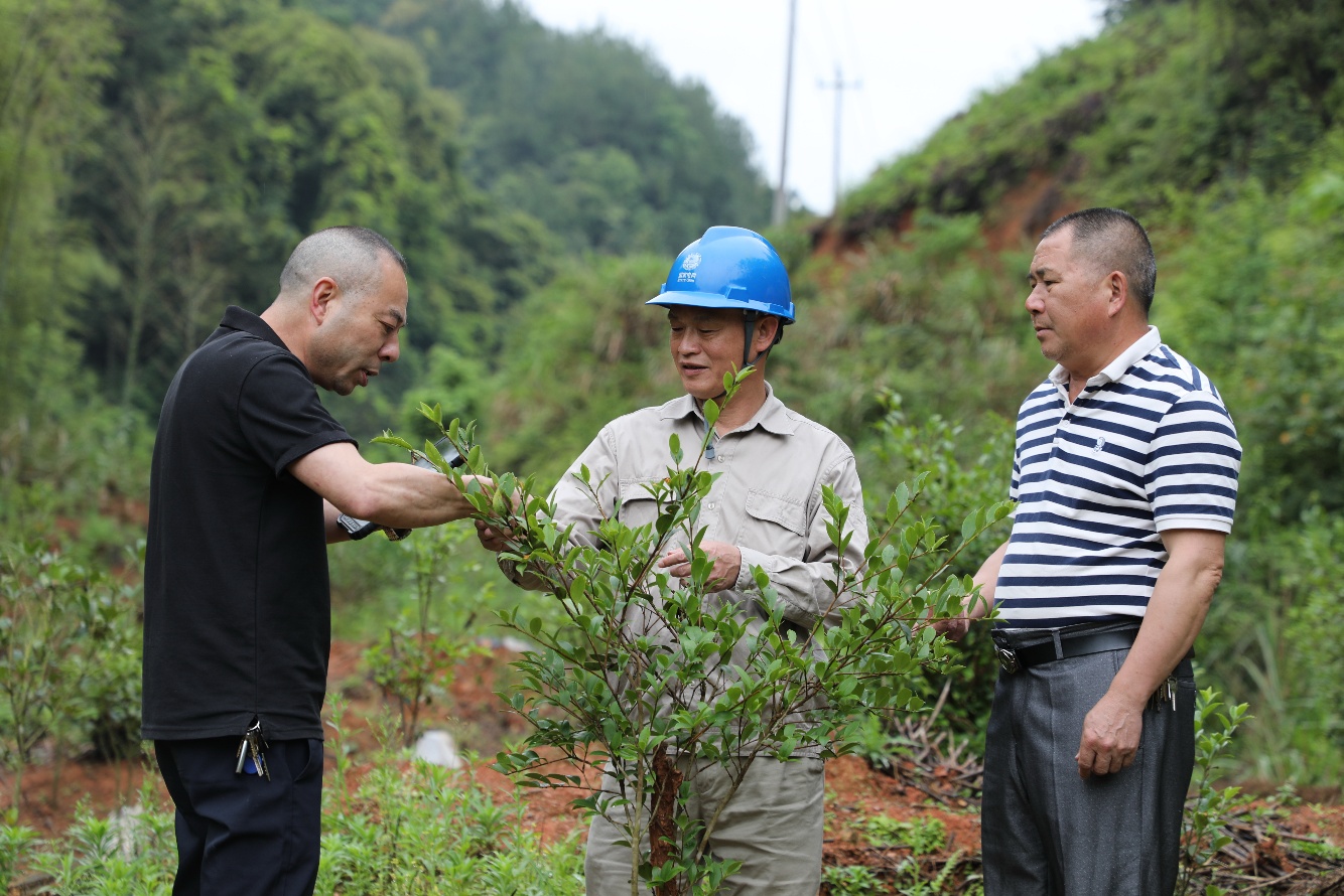 青山为邻 绿电共生 —— 国网三明供电公司探索生态友好型电网建设